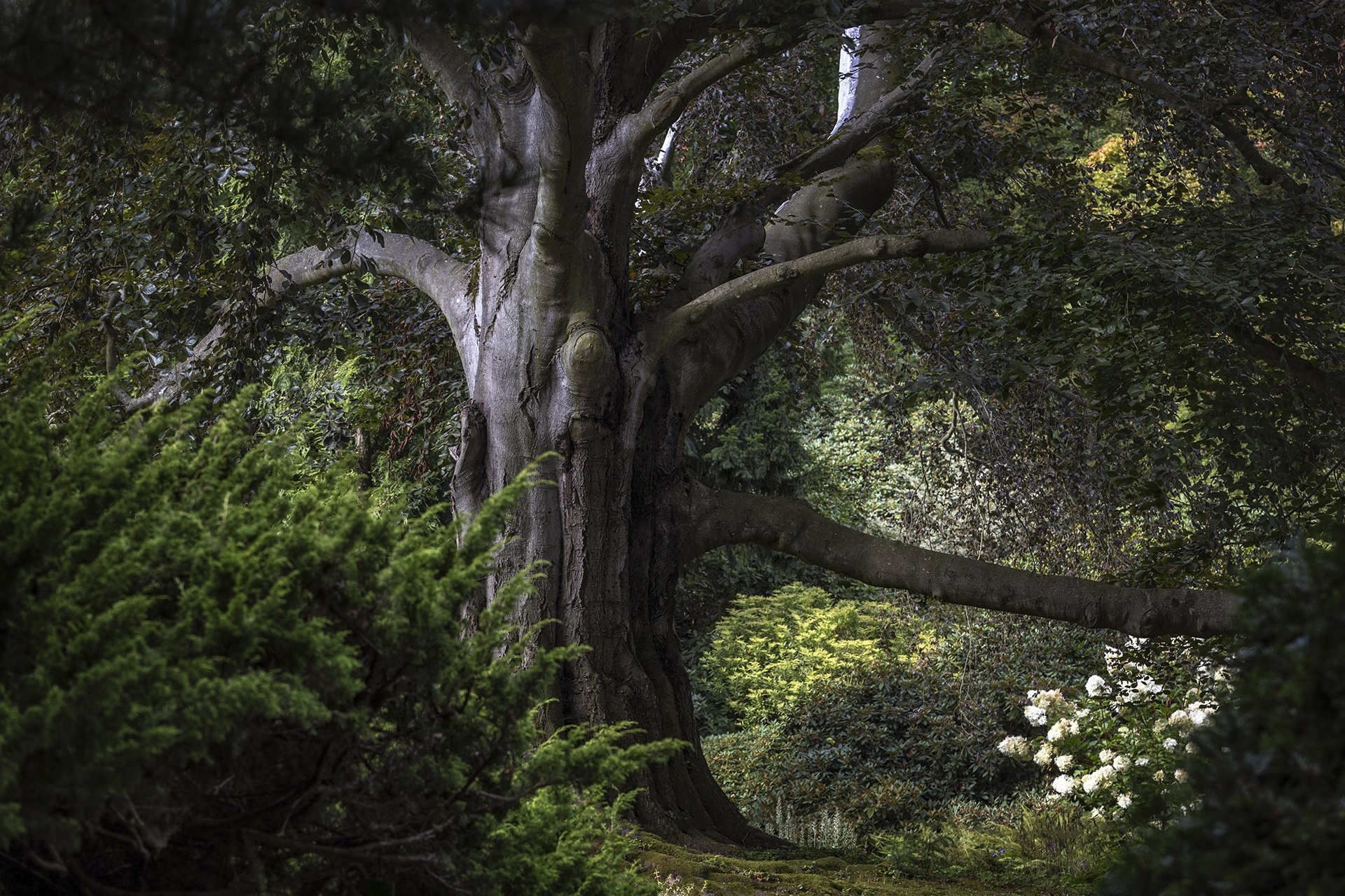 Europese Boom van het Jaar