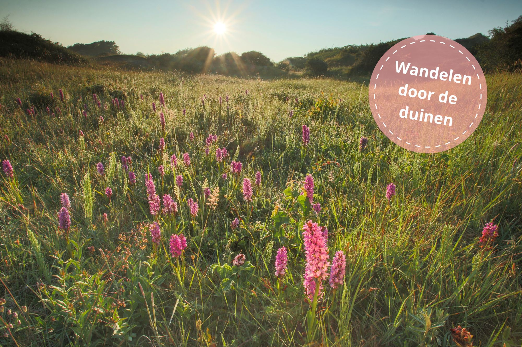 Bloeiende duinen in Meijendel