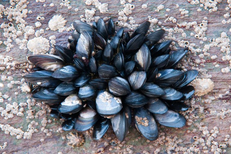 mossel
