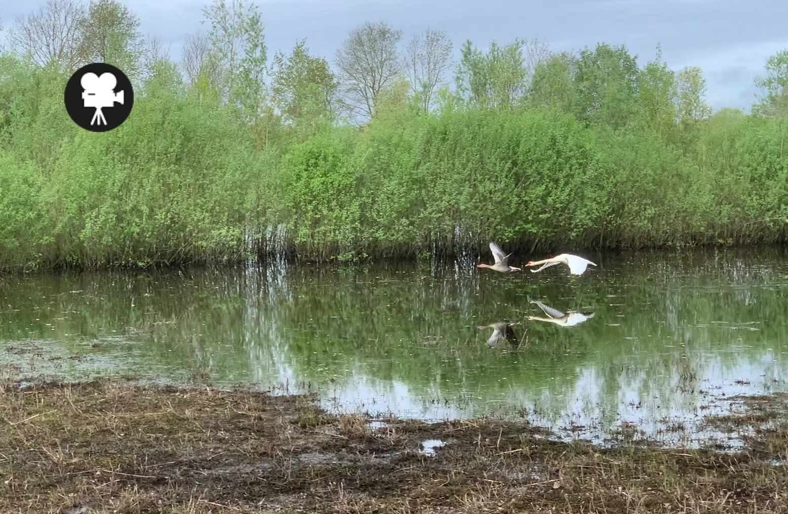 knobbelzwaan jaagt grauwe gans op