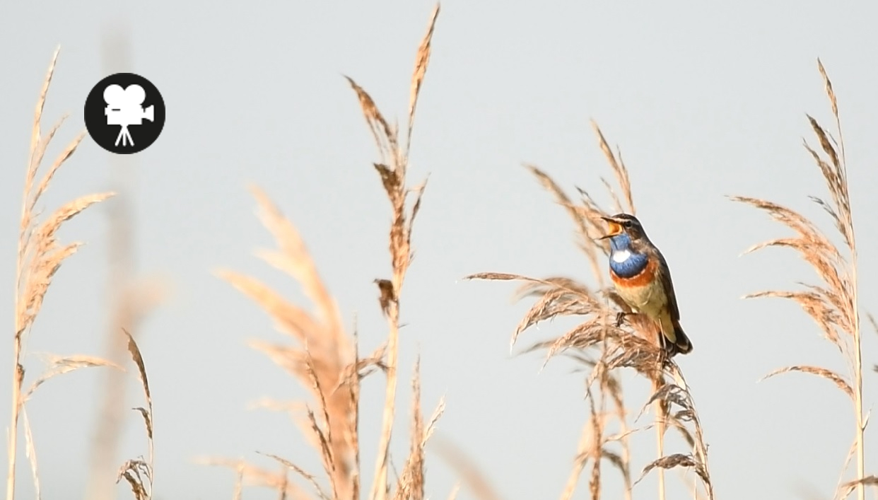 zingende blauwborst in het riet.
