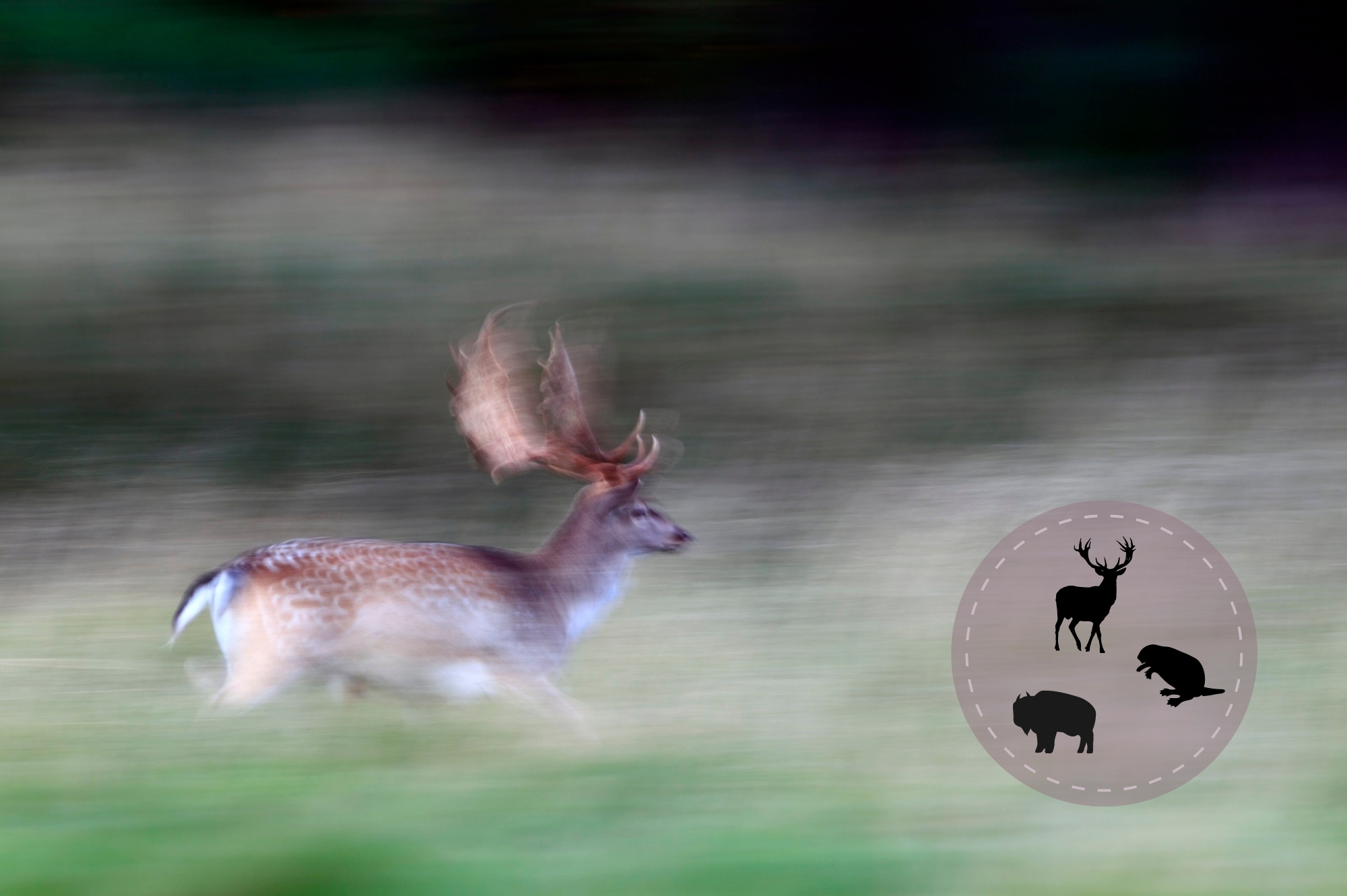 damhert in de duinen