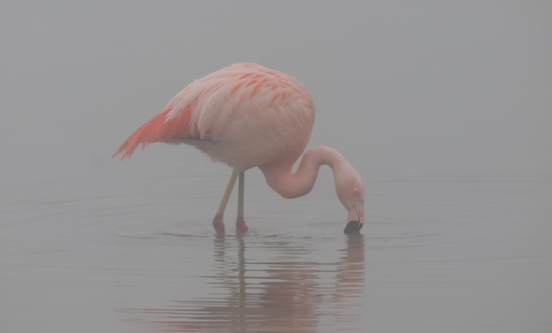flamingo