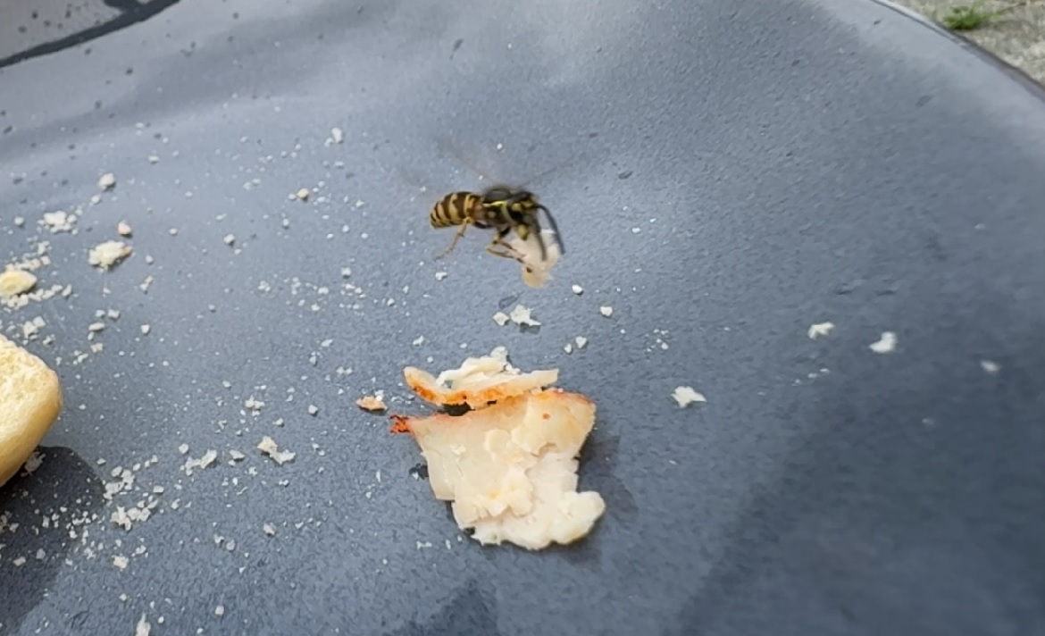 wesp steelt broodbeleg