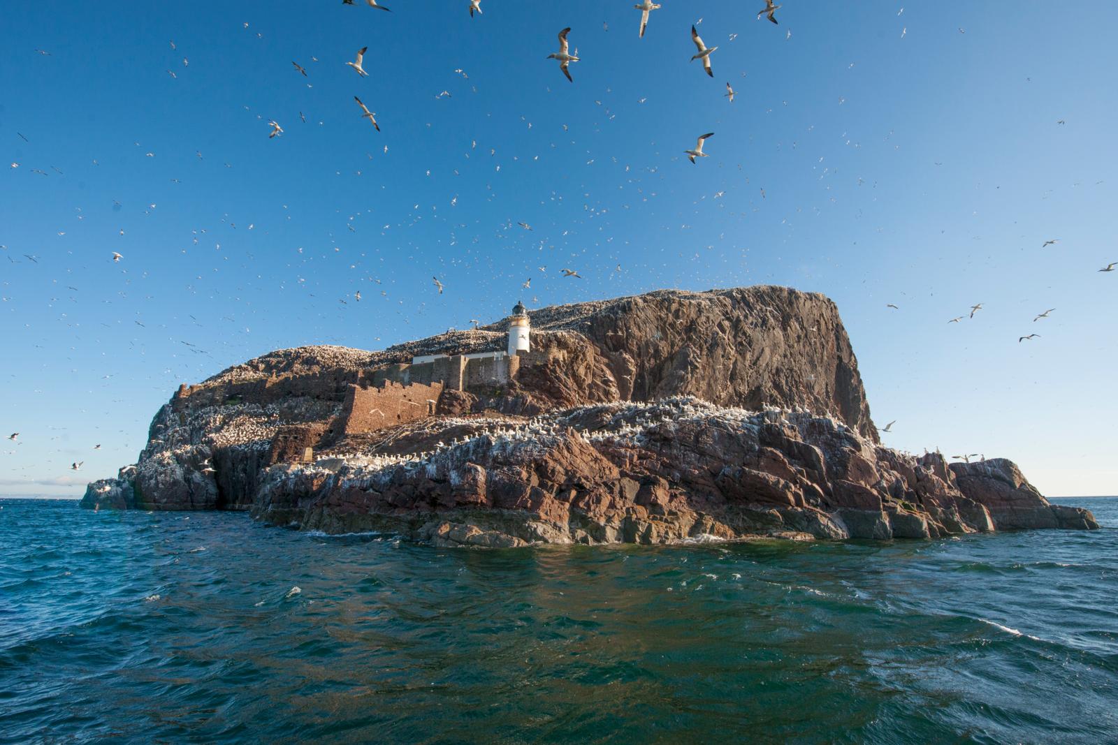 jan-van-genten Bass Rock