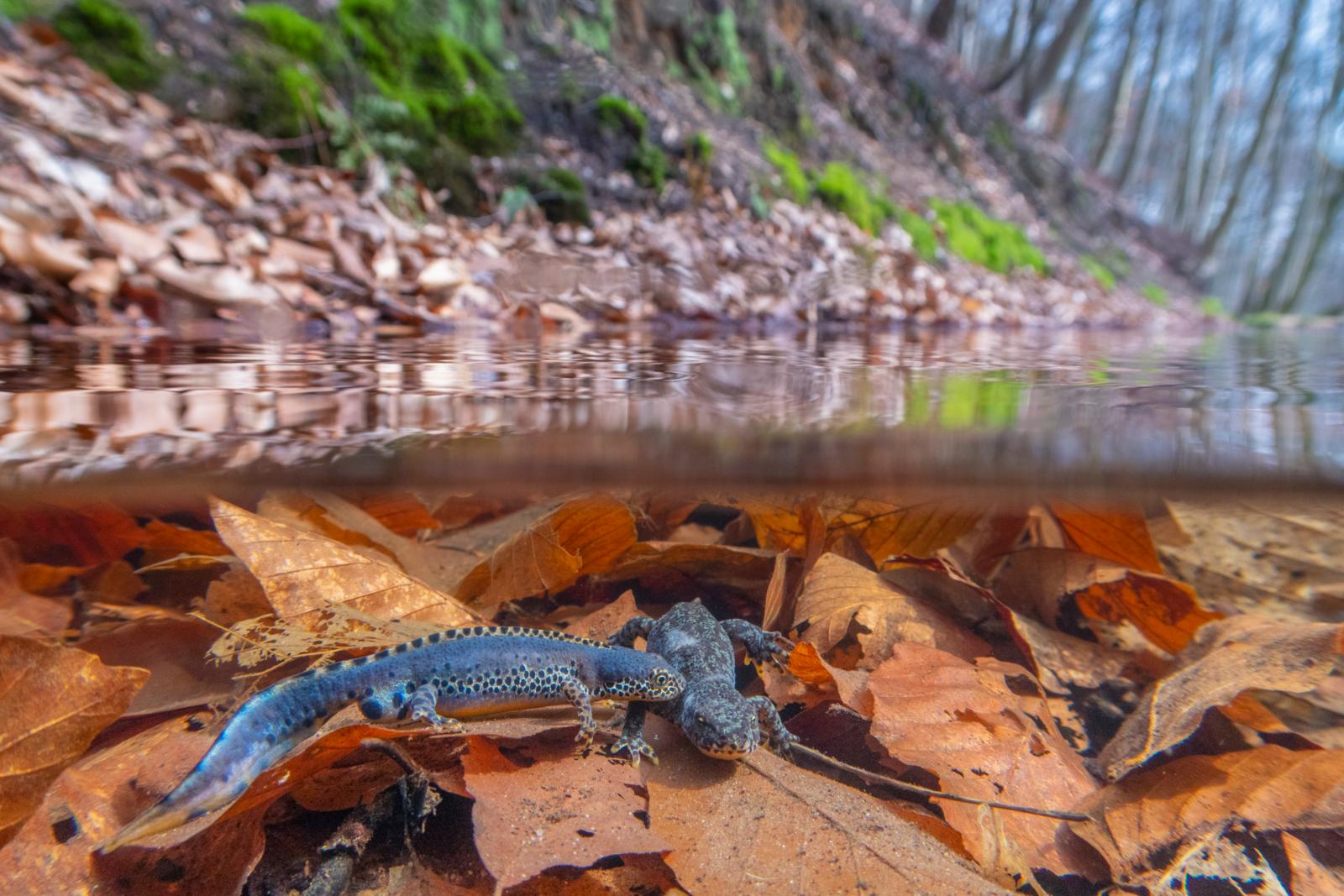 alpenwatersalamander