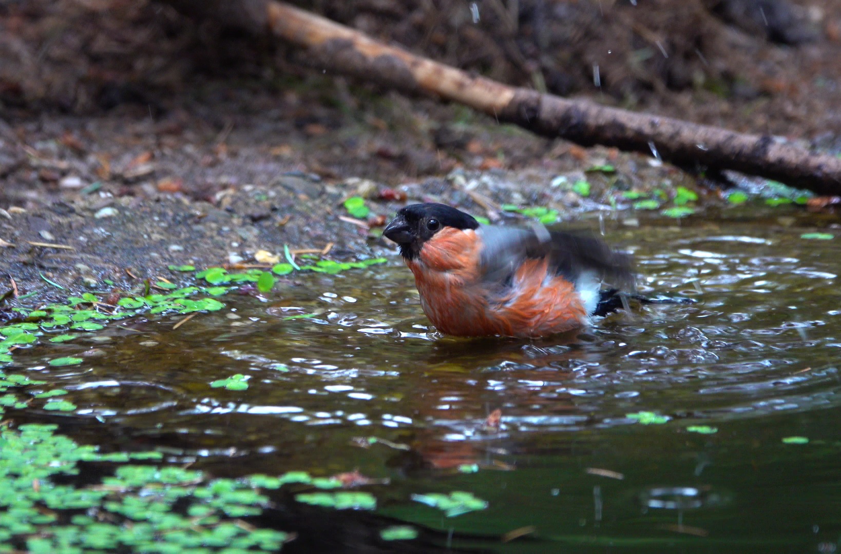 goudvink neemt een bad