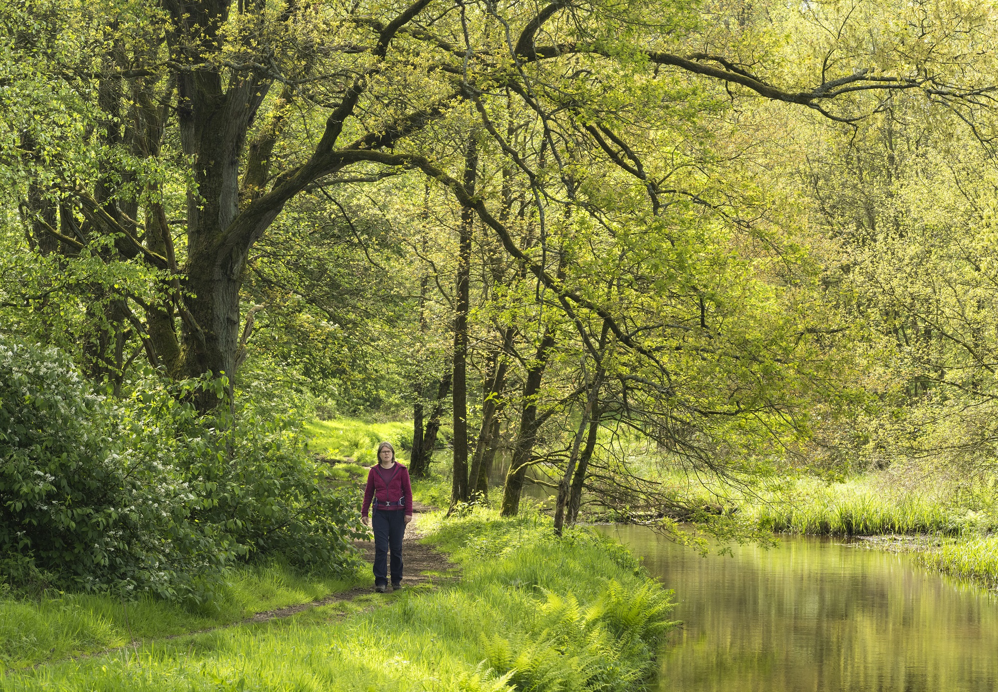 Wandelaar in Grenspark KempenBroek
