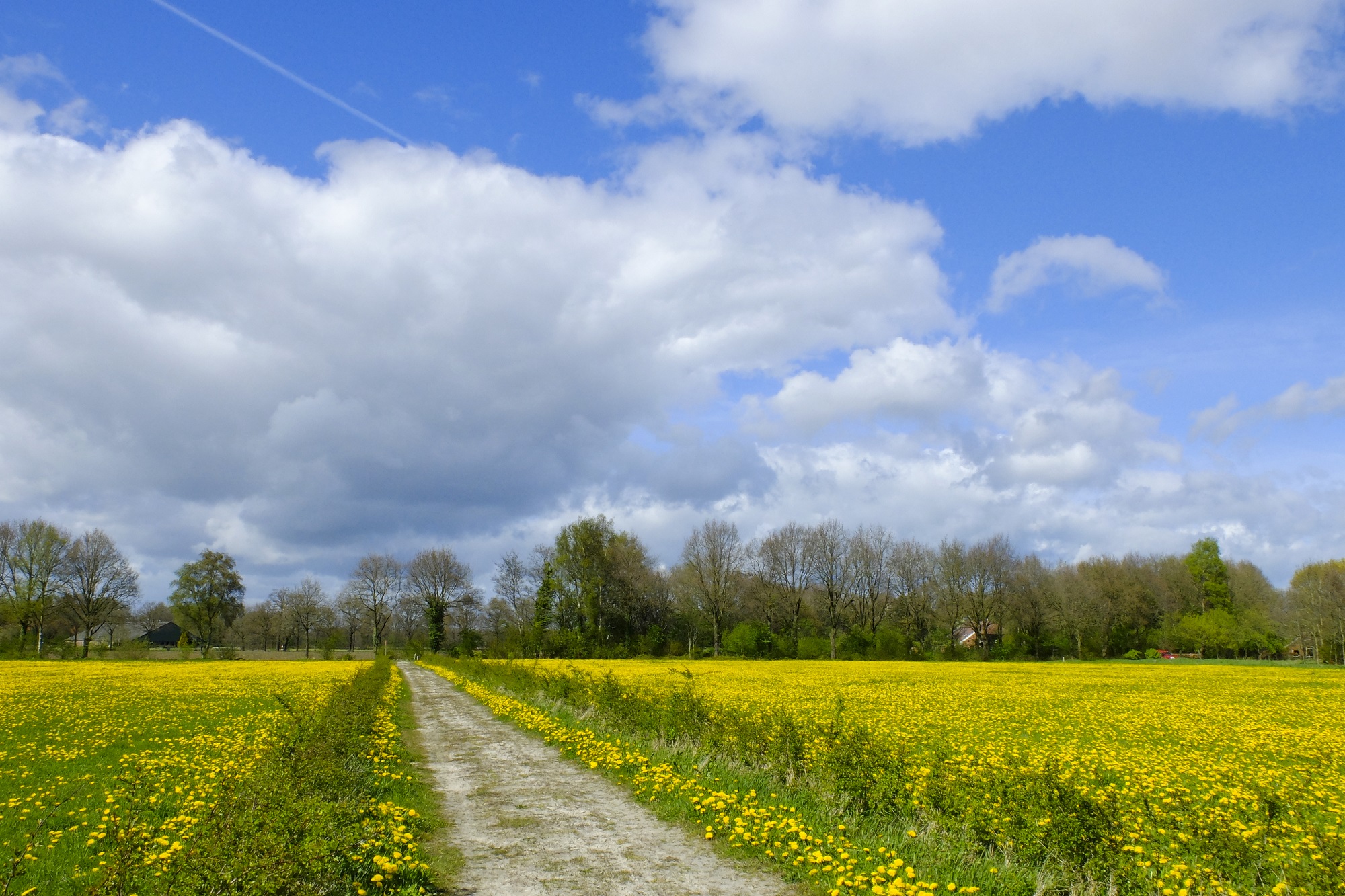 Paardenbloemen langs het wandelpad