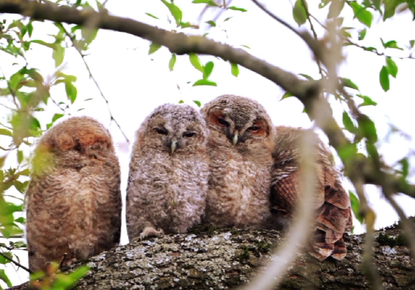 takkelingen van de bosuil op een tak