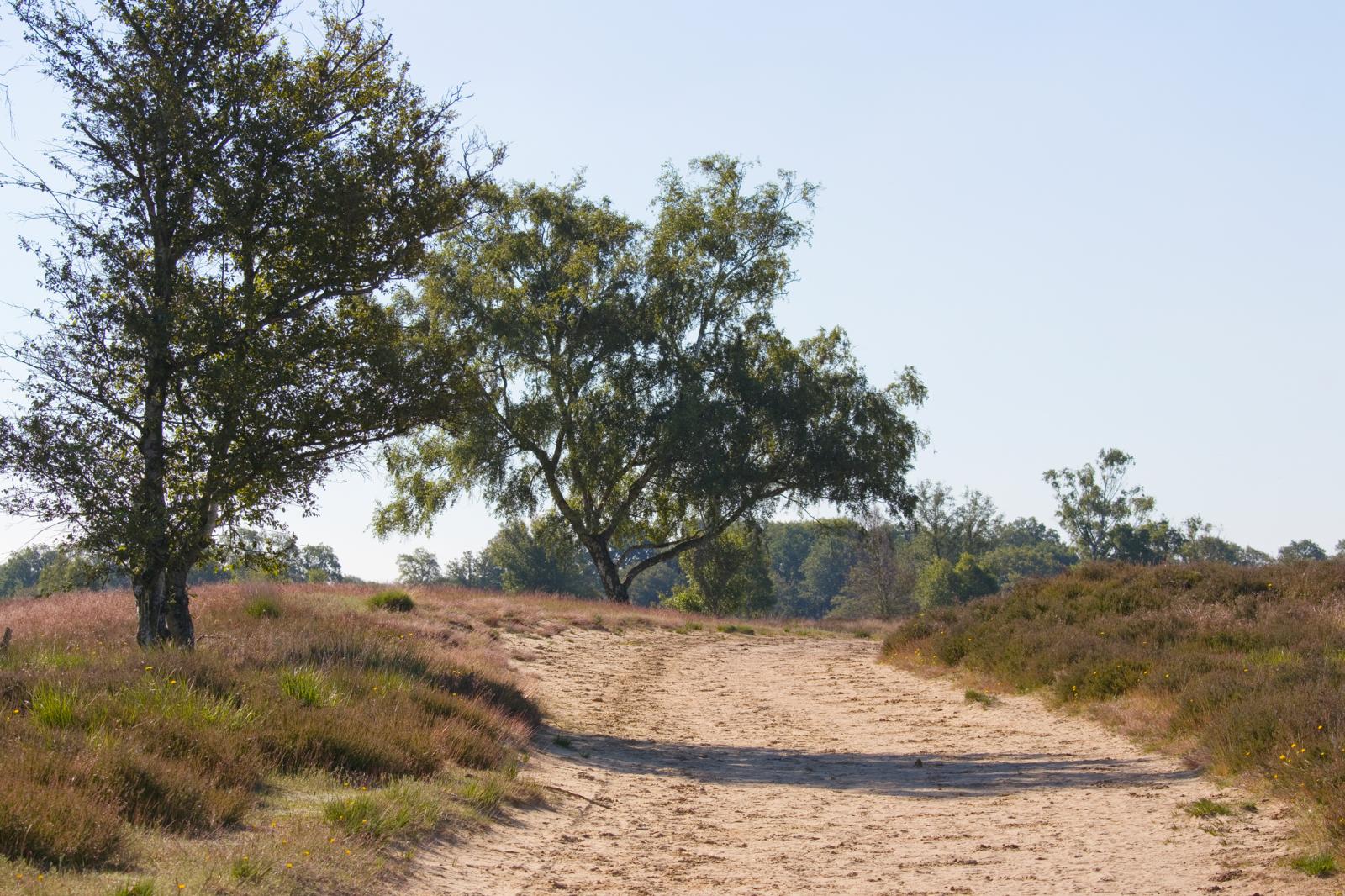 Zandpad Ballooërveld