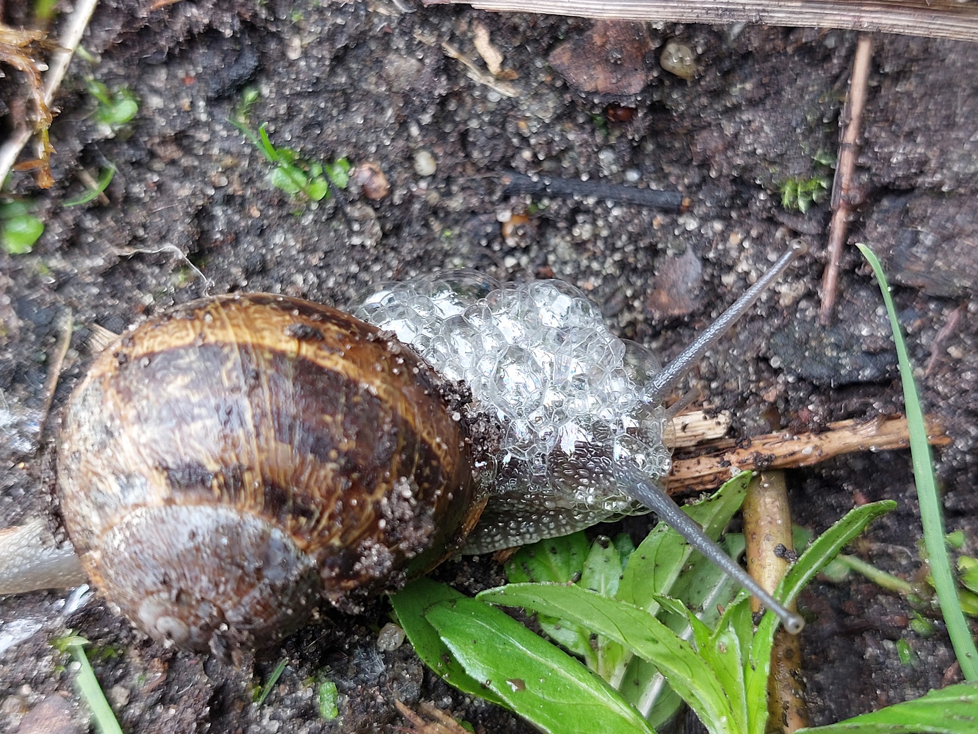 segrijnslak produceert schuimbellen