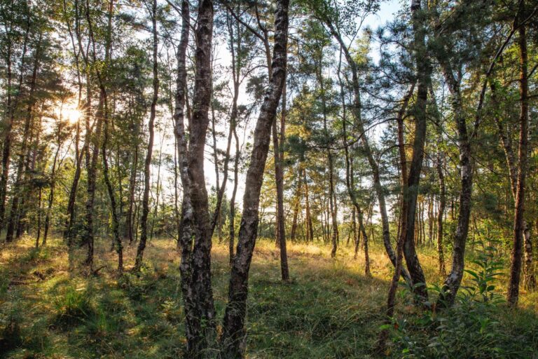 boswachterspad cartierheide