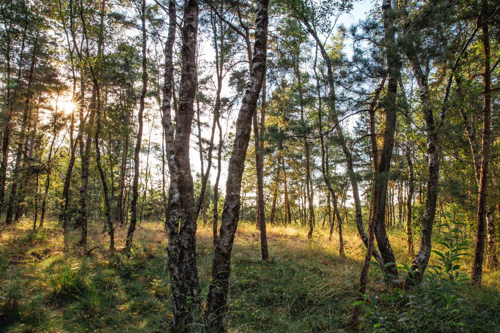 boswachterspad cartierheide