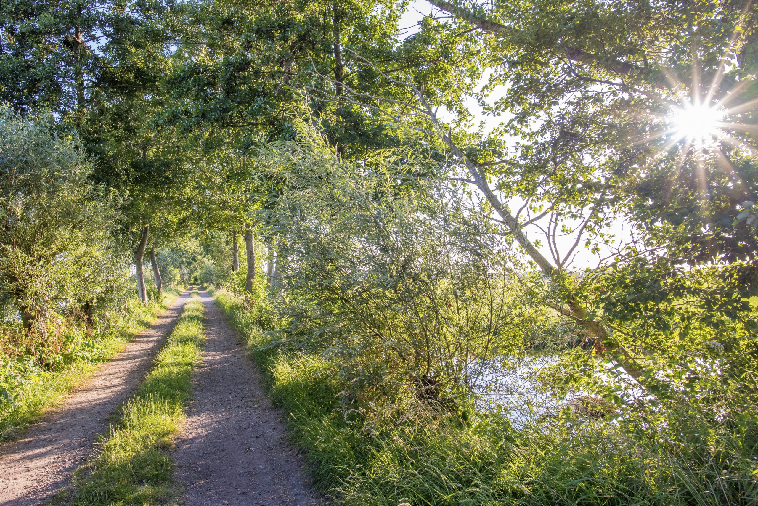 Wandelpad in de schaduw