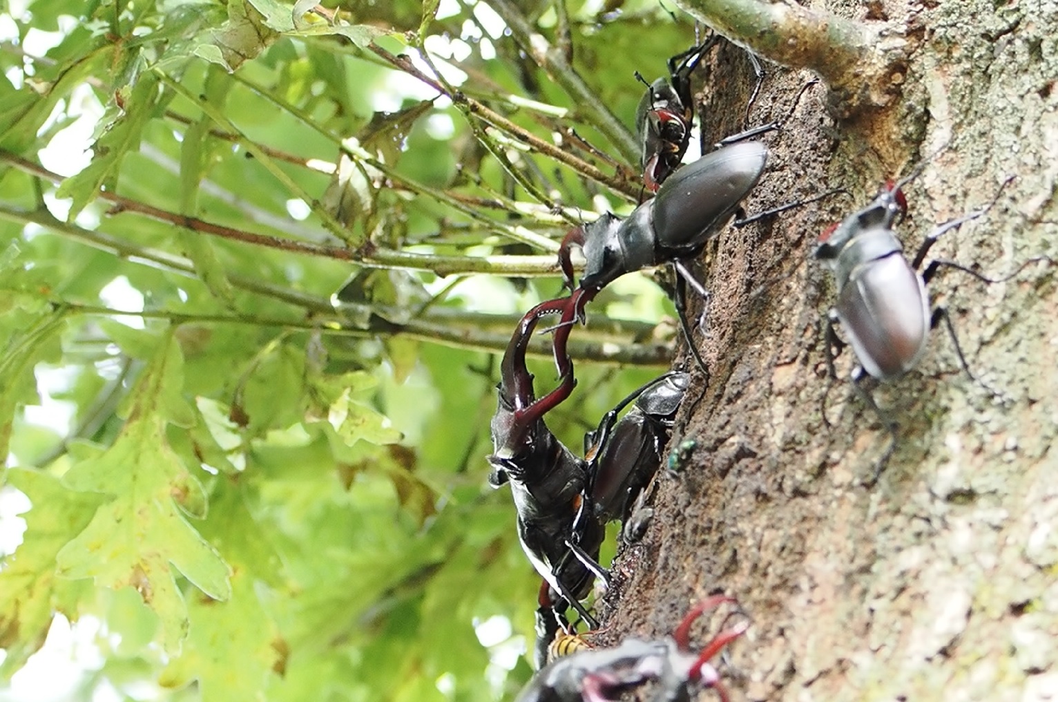 Vechtende vliegende herten