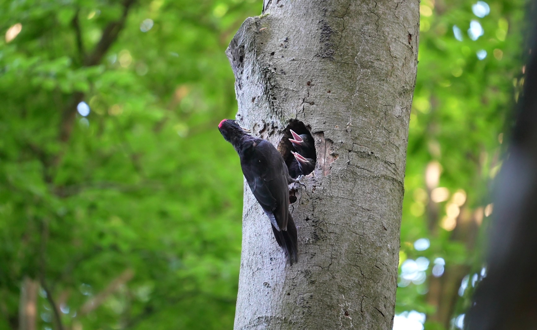 zwarte specht voert jongen