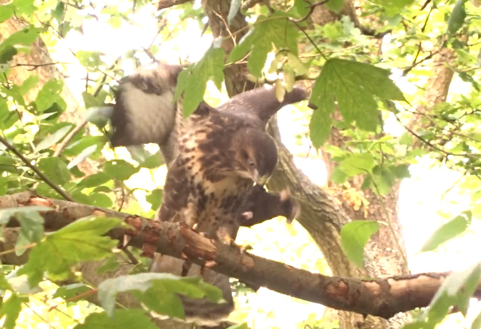 Jonge buizerd met mol