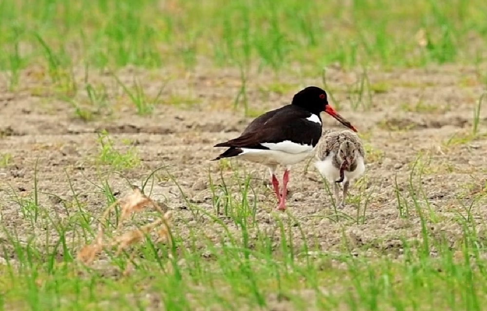 scholekster met jong in een weiland.