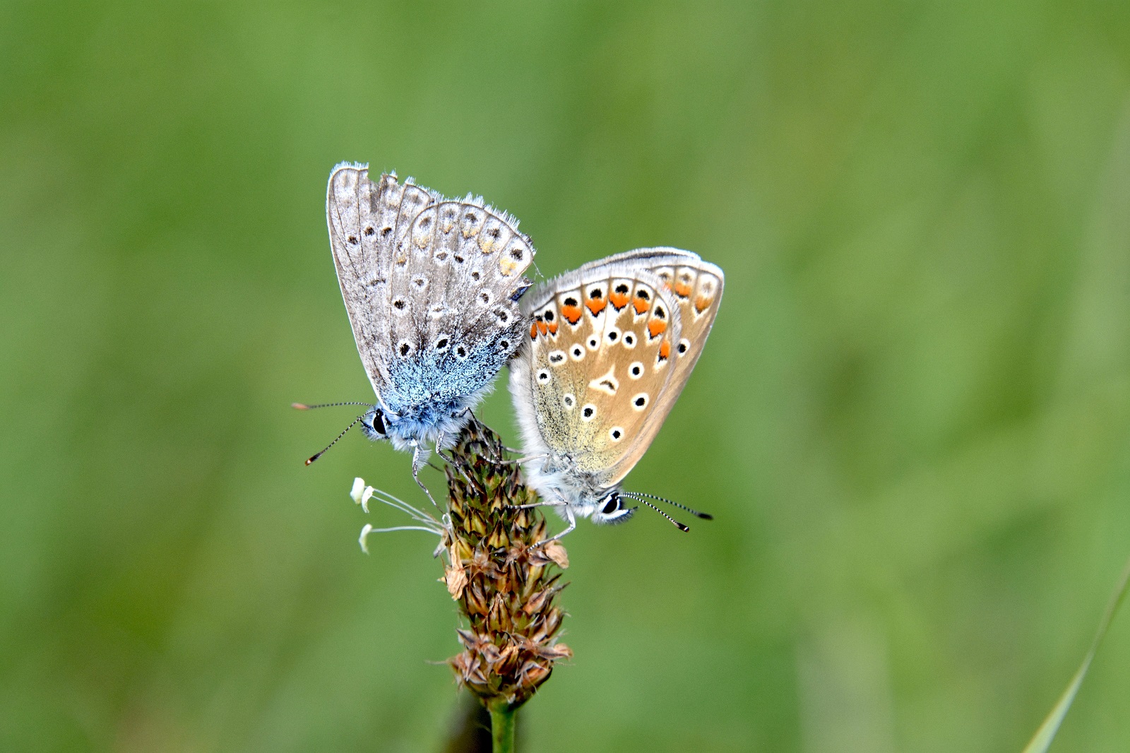 paring icarusblauwtjes