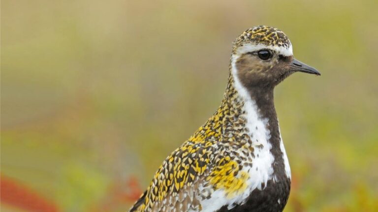 goudplevier zilverplevier