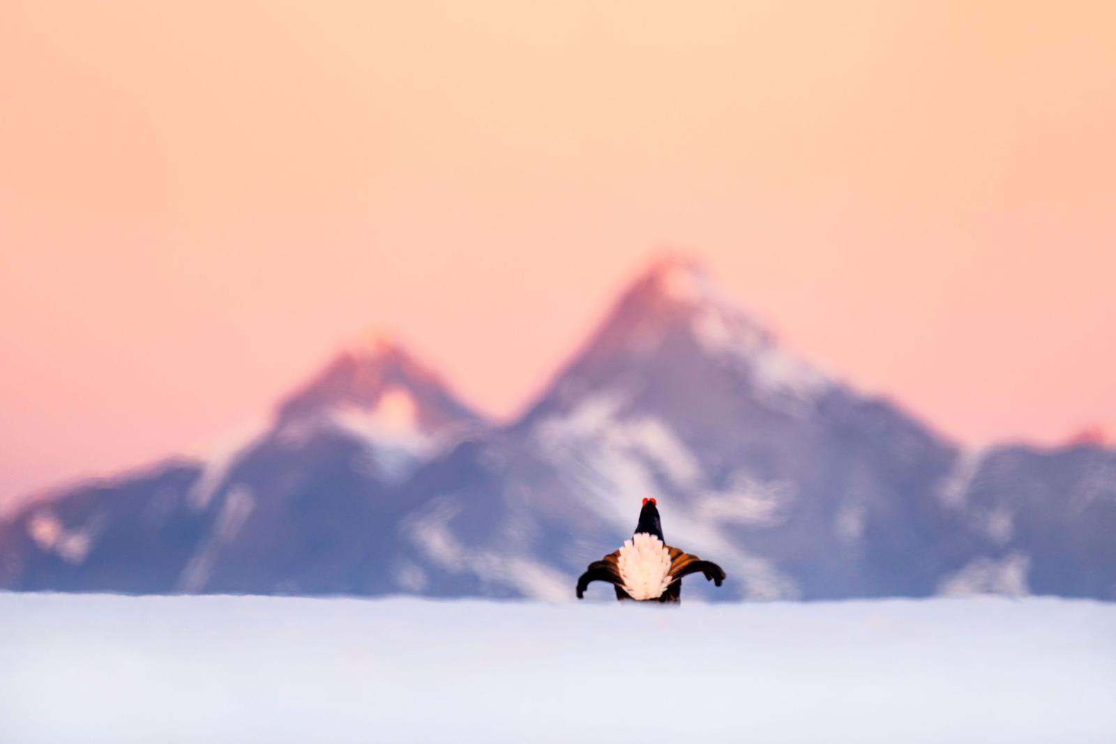 Lowland Photo Festival